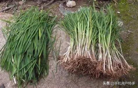 韭菜種植日照|韭菜啥時候種植和移栽？有什麼方法和技巧？記住幾點越長越粗壯。